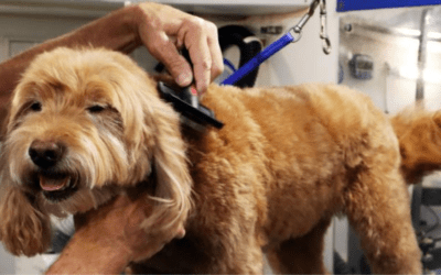 HydroDog: Revolutionizing Dog Grooming in Omaha