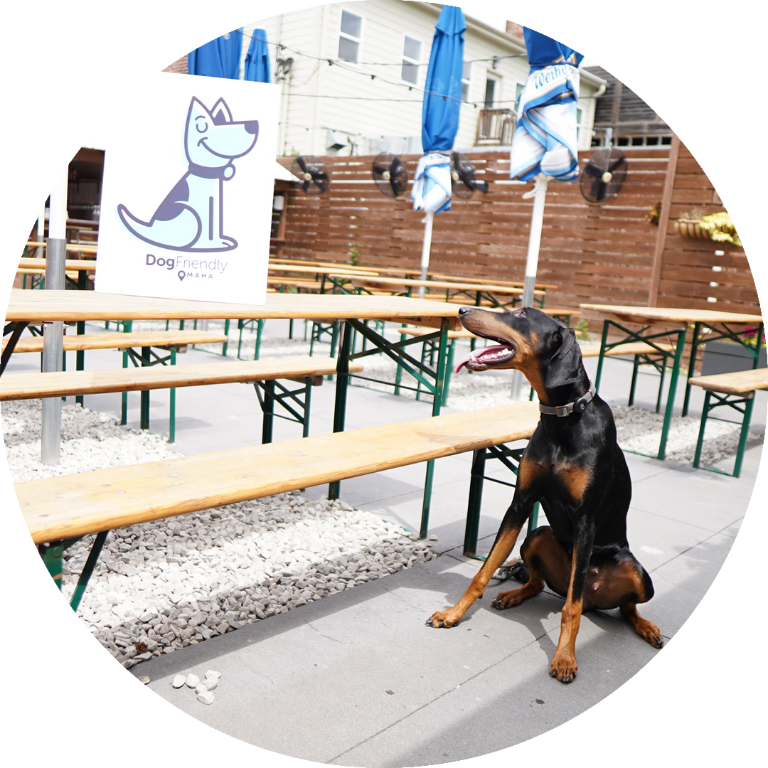 full size doberman sitting at dog friendly omaha bar barchen beer garden in omaha nebraska