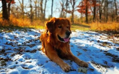 Dog Park Omaha: Uncovering Hidden Gems for Canine Bliss