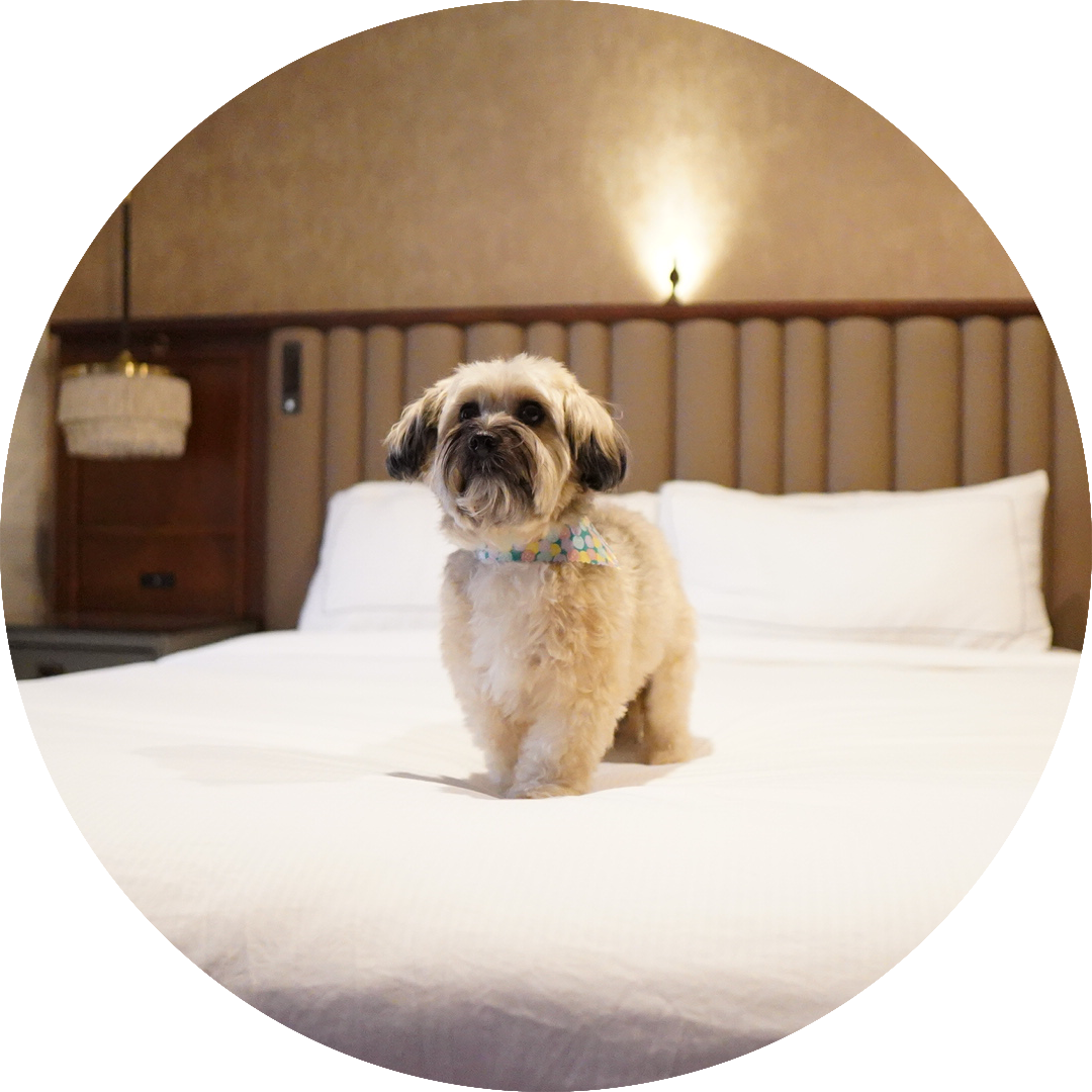 white dog on a hotel bed in omaha nebraska