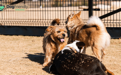 Dog Park Omaha: Navigating Dog Park Etiquette for a Safe and Fun Time