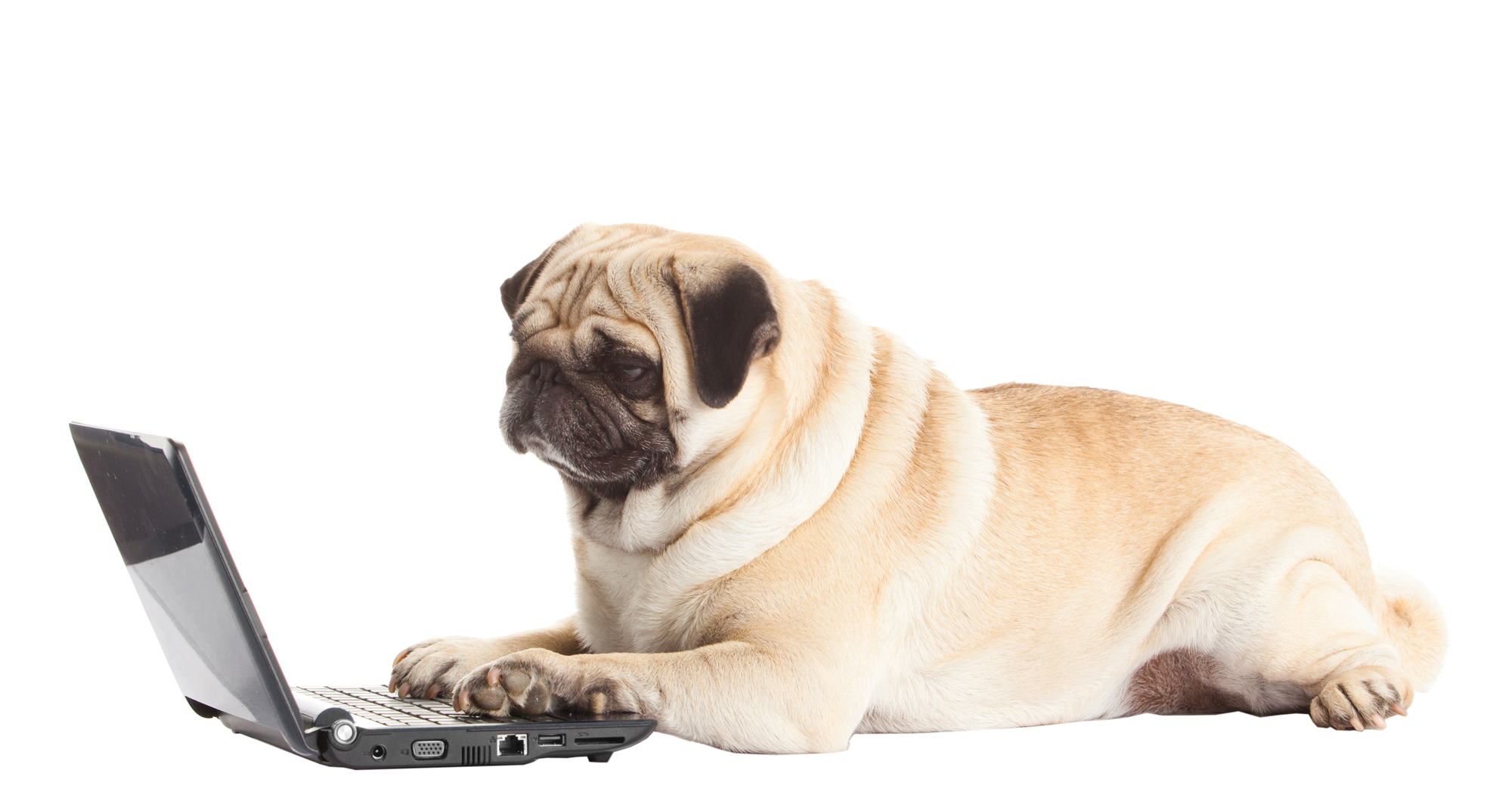 Pug Dog with laptop
