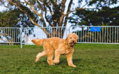 Puppy Socialization 101: Making the Most of Omaha Dog Parks
